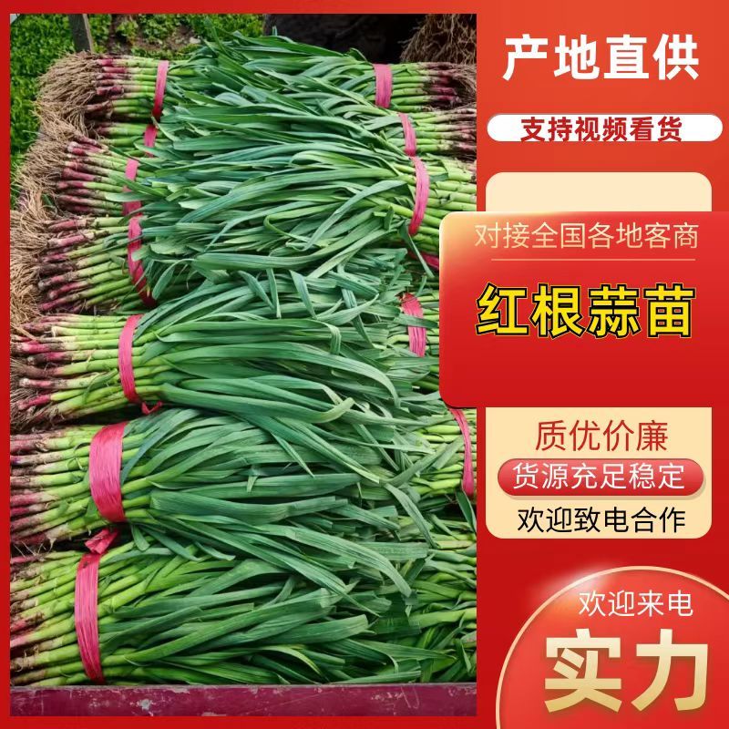 【优质推荐】红根蒜苗无蓝粉可加工水洗供应全国各大市场商超