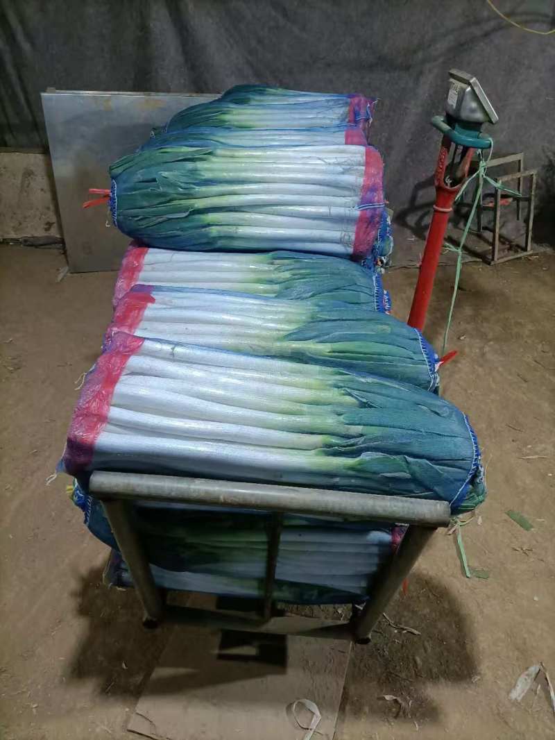 精品大葱山东大葱货源充足量大从优诚信经营欢迎咨询