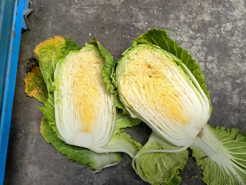 优质湖北王黄芯白菜