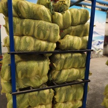 优质湖北王黄芯白菜