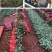 紫霞仙子玫瑰花小苗鲜切花种苗可对公可开票