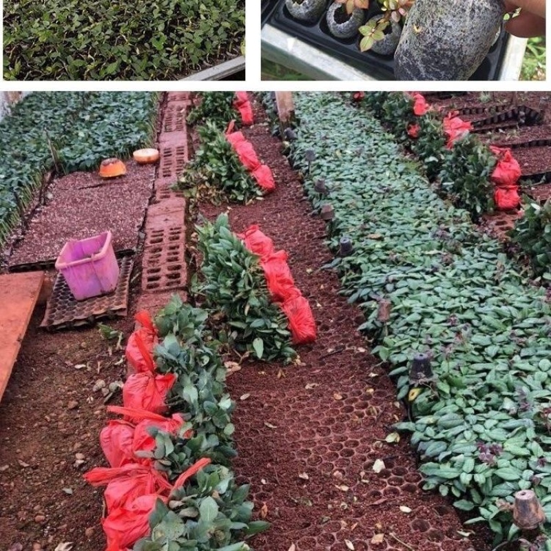 紫霞仙子玫瑰花小苗鲜切花种苗可对公可开票