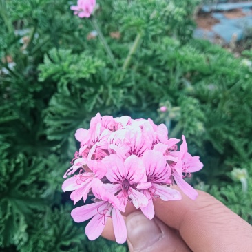 玫瑰天竺葵花回收