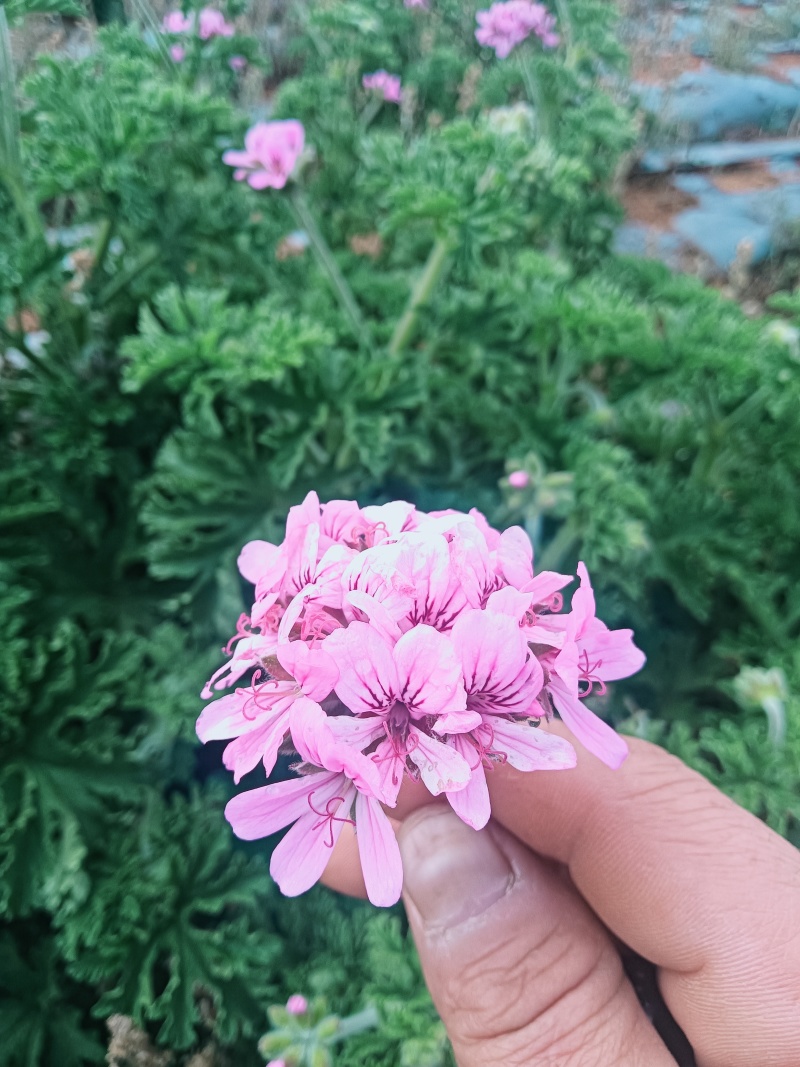 玫瑰天竺葵花回收