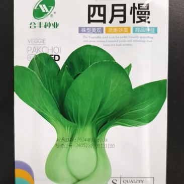四月慢-上海青种子抗病耐寒不易抽苔
