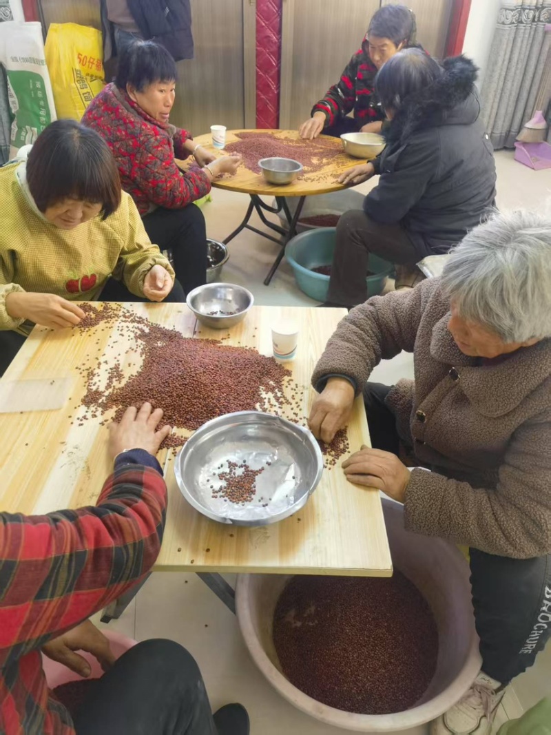 酸枣种子质量保证诚信经营全国发货提供技术支持