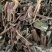 豨莶草稀签草【包邮】三斤起发货可批量可零售量大从优