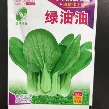 绿油油-四倍体上海青种子丰产耐热耐寒抗病
