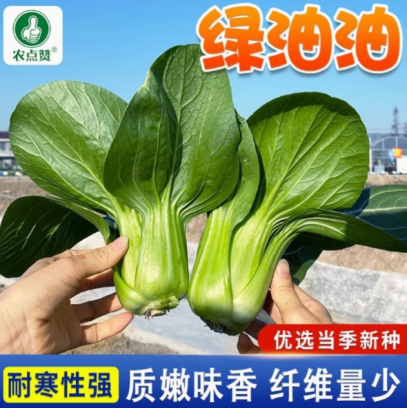 绿油油-四倍体上海青种子丰产耐热耐寒抗病