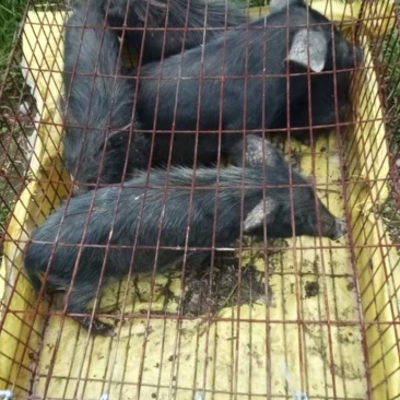 藏香小猪仔香猪仔猪粮食喂养支持电商商超各种渠道
