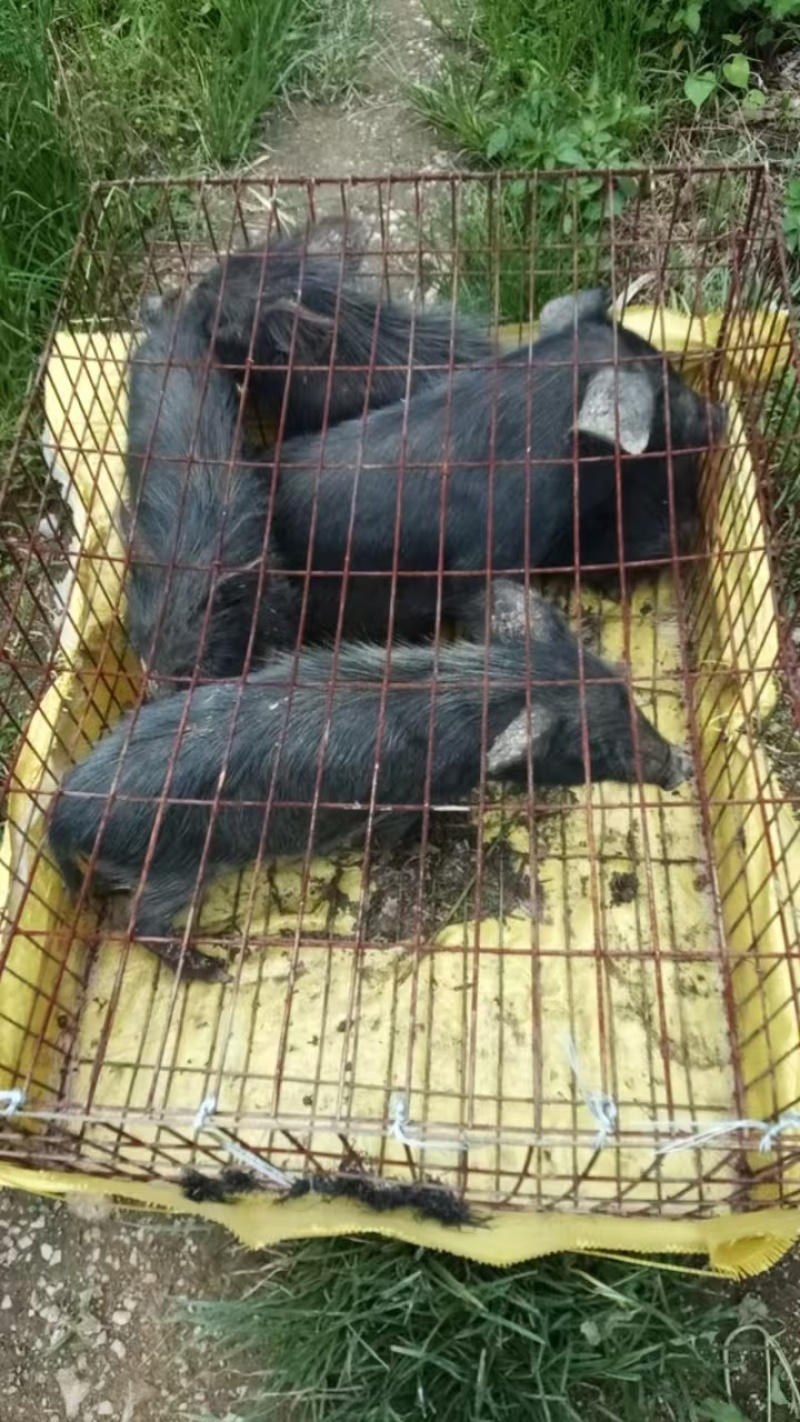 藏香小猪仔香猪仔猪粮食喂养支持电商商超各种渠道