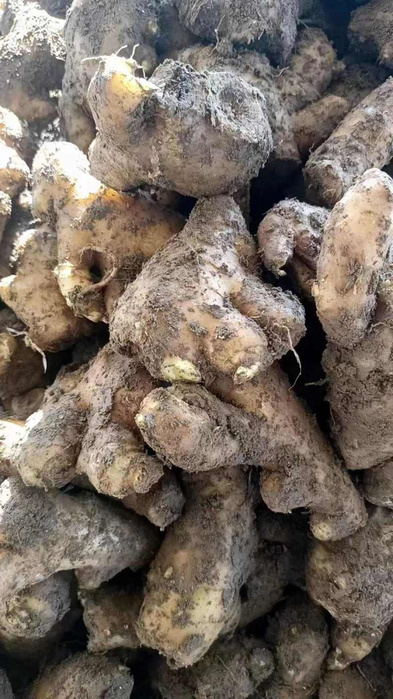 姜母山东老姜母过筛水洗风干老姜长期稳定供货欢迎合作