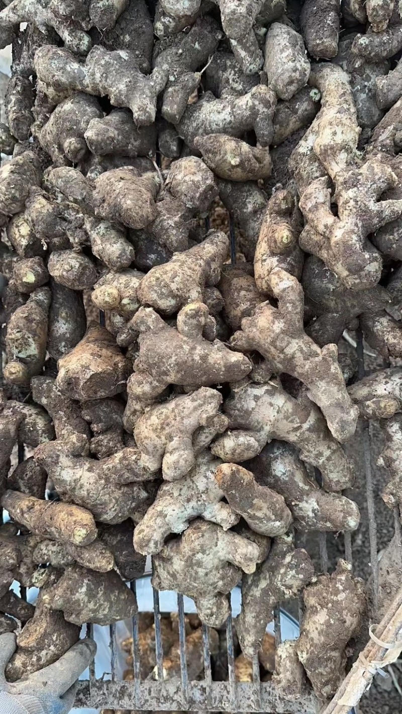 姜母山东老姜母过筛水洗风干老姜长期稳定供货欢迎合作