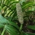 麒麟尾麒麟叶大型绿植土生土长可水培四季常青