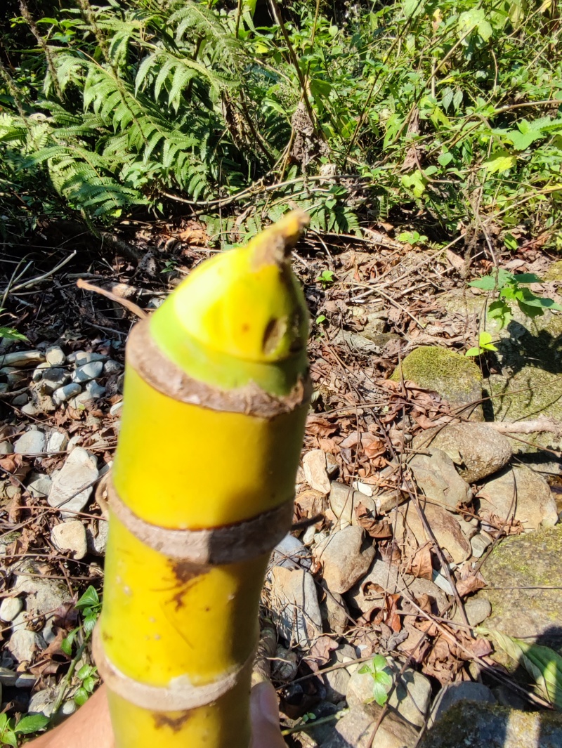 麒麟尾麒麟叶大型绿植土生土长可水培四季常青
