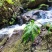 麒麟尾麒麟叶大型绿植土生土长可水培四季常青