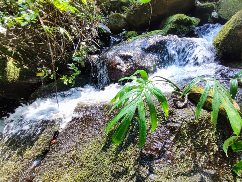 麒麟尾麒麟叶大型绿植土生土长可水培四季常青