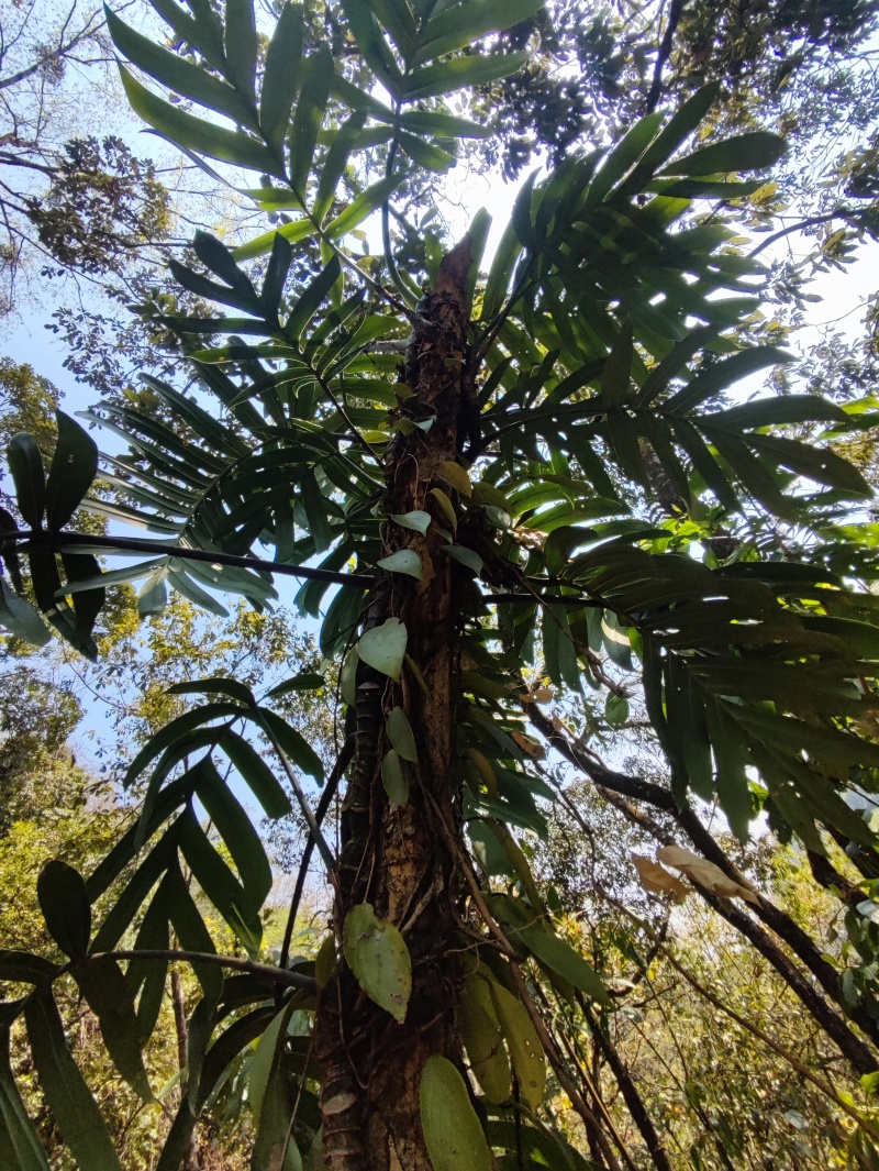 麒麟尾麒麟叶大型绿植土生土长可水培四季常青