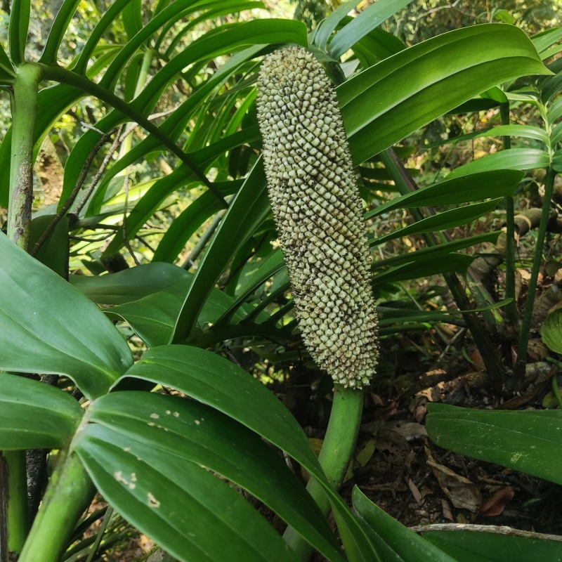麒麟尾麒麟叶大型绿植土生土长可水培四季常青
