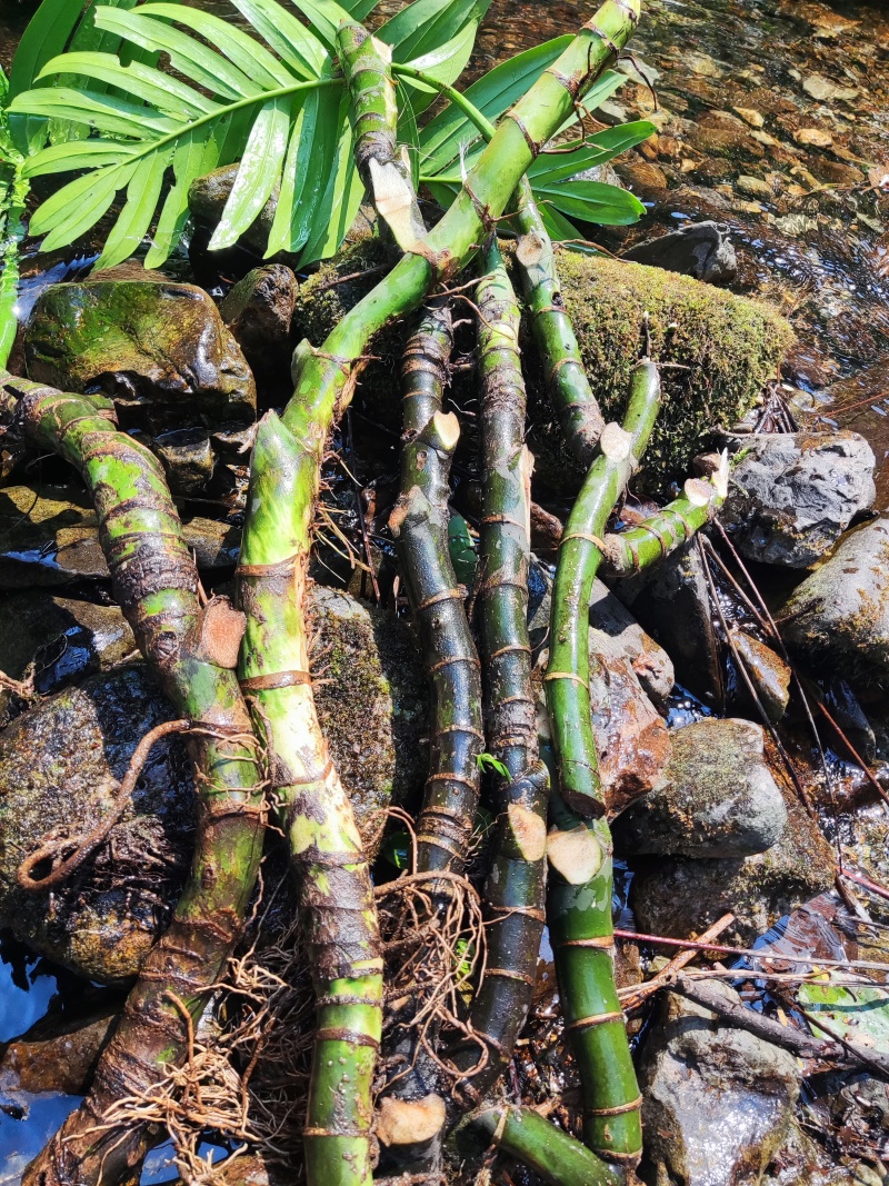 麒麟尾麒麟叶大型绿植土生土长可水培四季常青