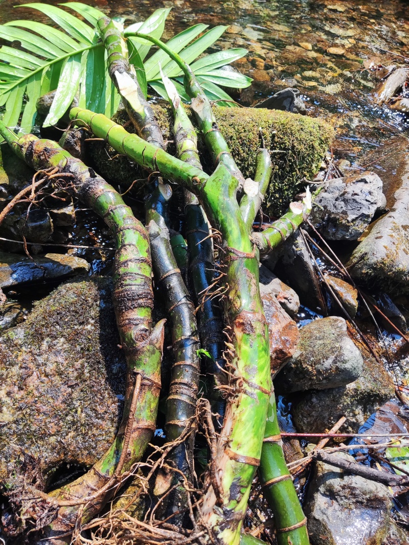 麒麟尾麒麟叶大型绿植土生土长可水培四季常青