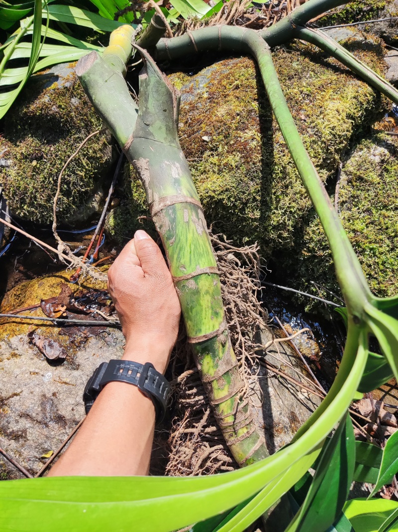 麒麟尾麒麟叶大型绿植土生土长可水培四季常青