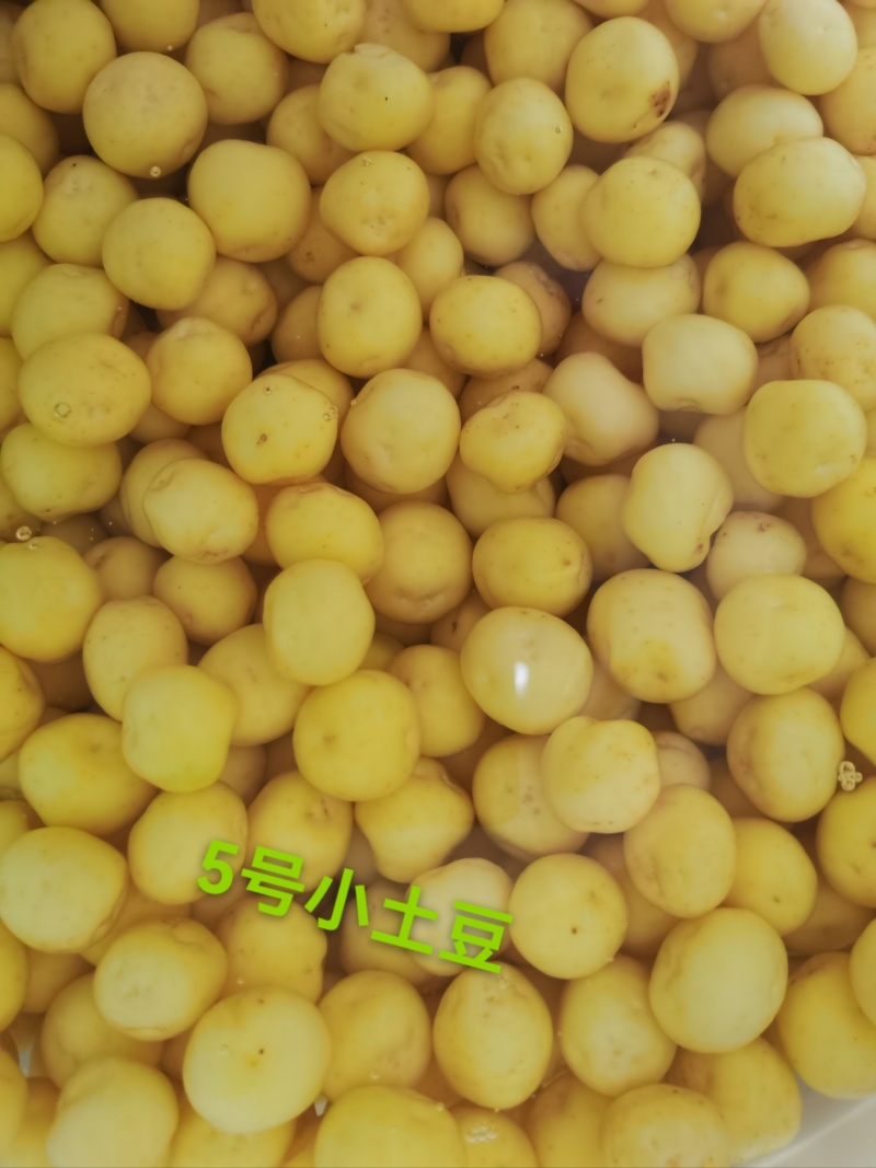 生鲜去皮5号黄心珍珠小土豆真空包装发货