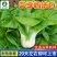 四季奶油白-小白菜种子耐热耐寒产量高长得快