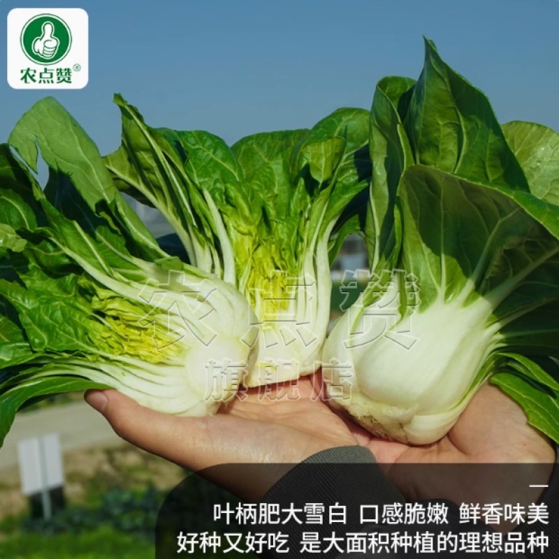 四季奶油白-小白菜种子耐热耐寒产量高长得快