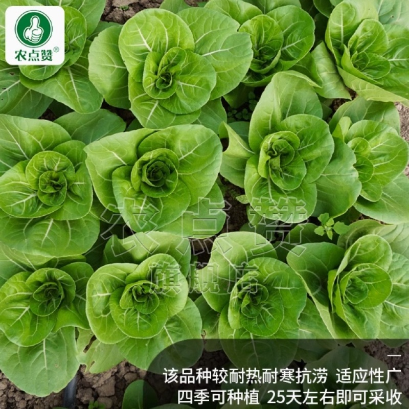 四季奶油白-小白菜种子耐热耐寒产量高长得快