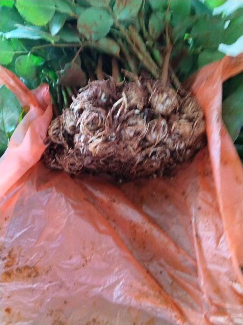 精品玫瑰花苗根大叶绿，成活率高，基地直发一手货源