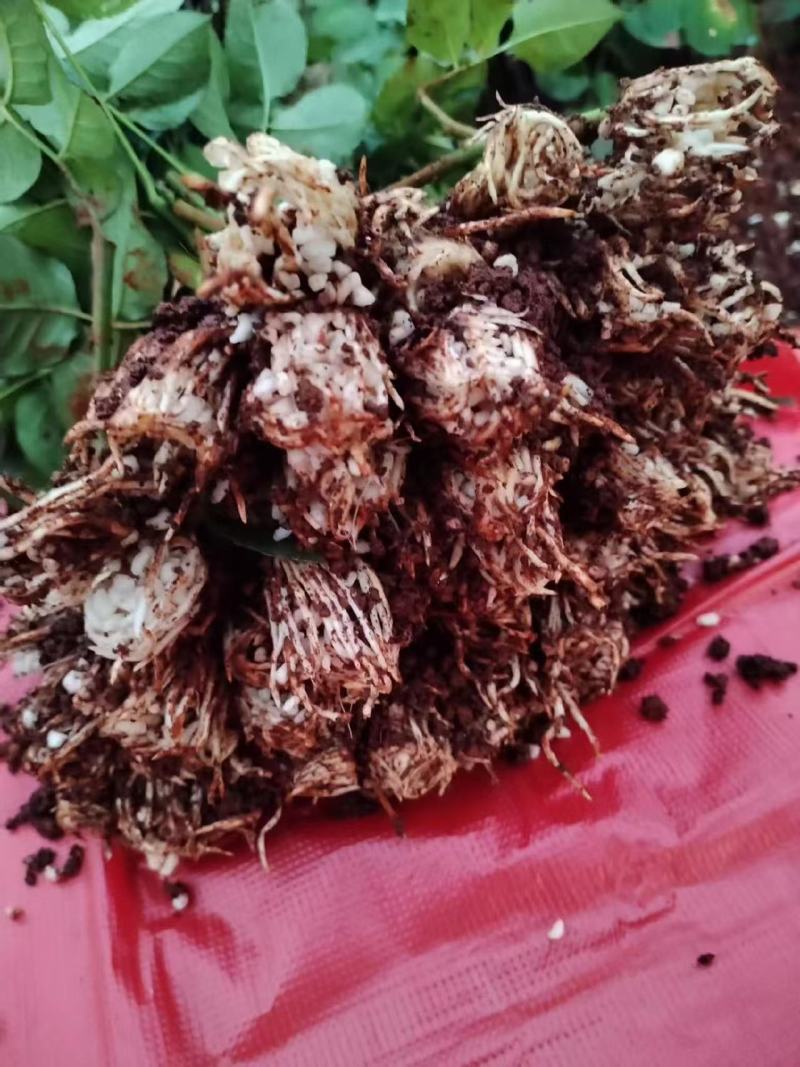 精品玫瑰花苗根大叶绿，成活率高，基地直发一手货源