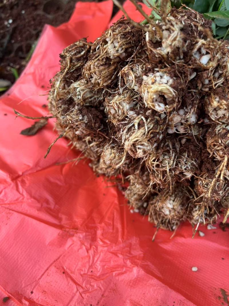 精品玫瑰花苗根大叶绿，成活率高，基地直发一手货源