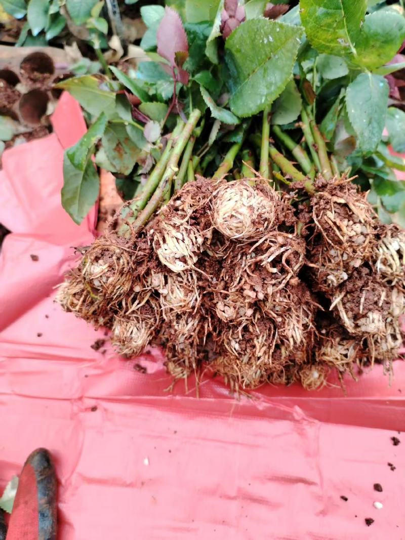 精品玫瑰花苗根大叶绿，成活率高，基地直发一手货源