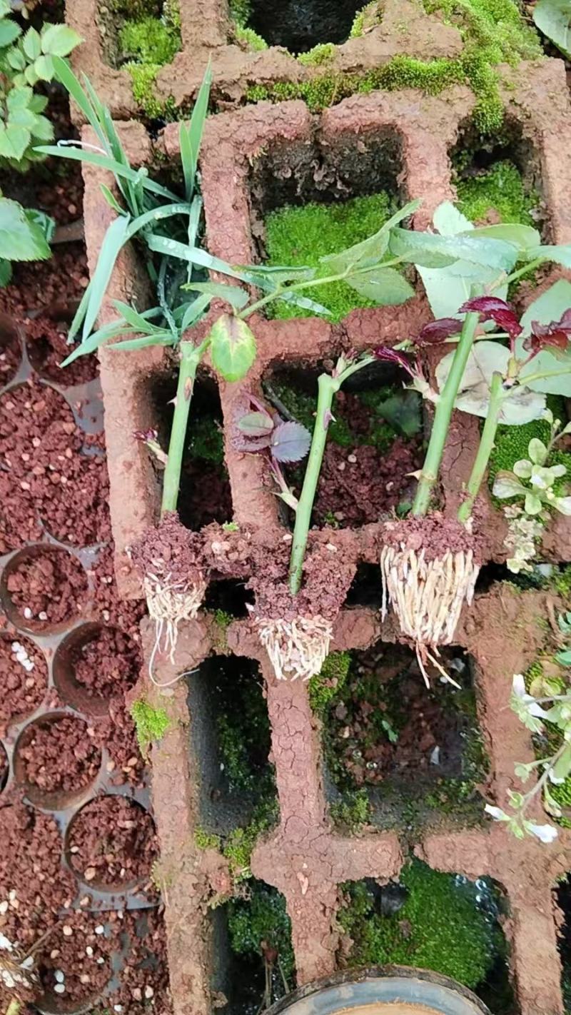 精品玫瑰花苗根大叶绿，成活率高，基地直发一手货源