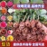 精品玫瑰花苗根大叶绿，成活率高，基地直发一手货源
