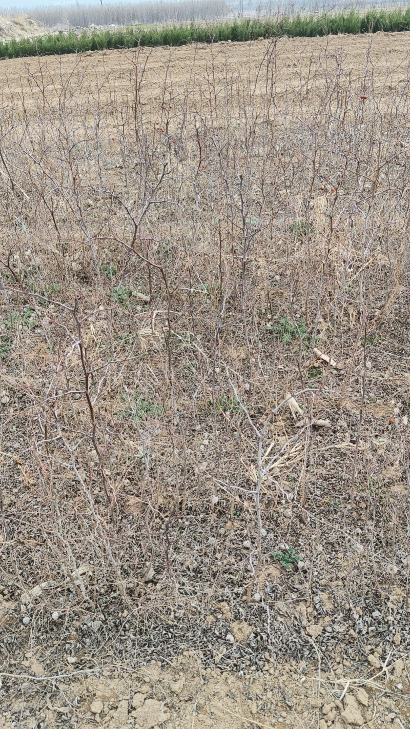 酸枣苗，双仁酸枣苗