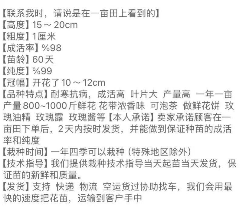 食用玫瑰，云南批发价滇红，金边，墨红食用玫瑰种苗扦插苗