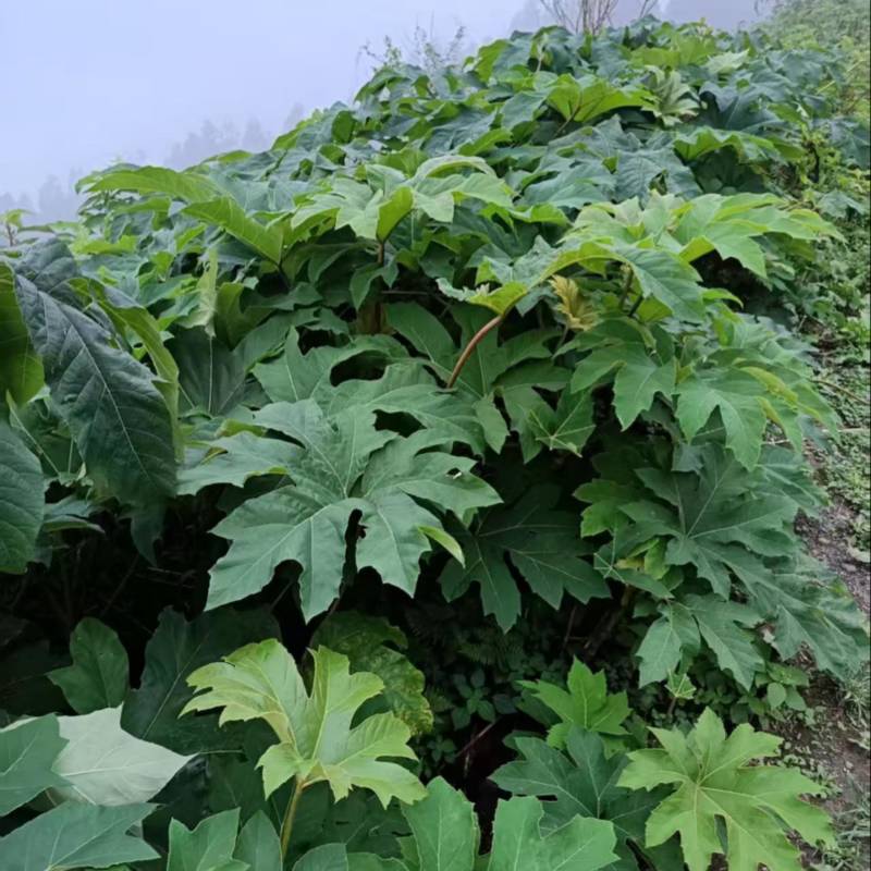 大通草根可供全国可视频看可现场看货源充足