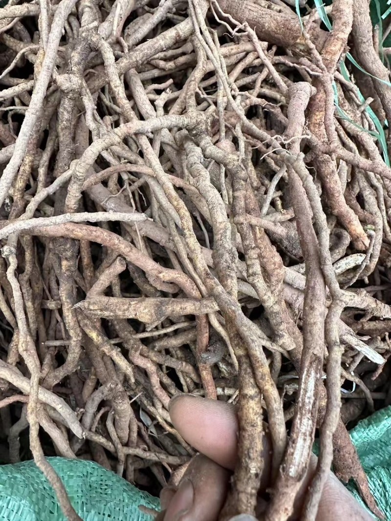 大通草根可供全国可视频看可现场看货源充足