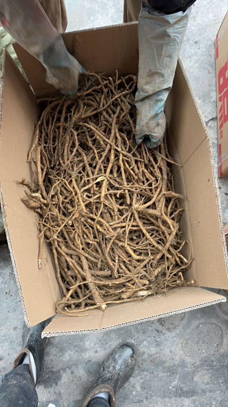 大通草根可供全国可视频看可现场看货源充足