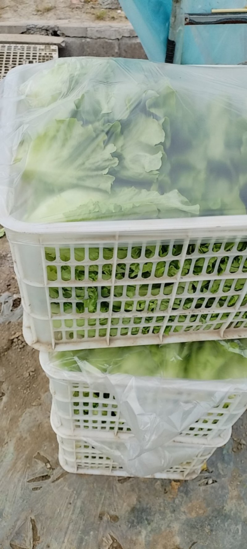 专业生菜