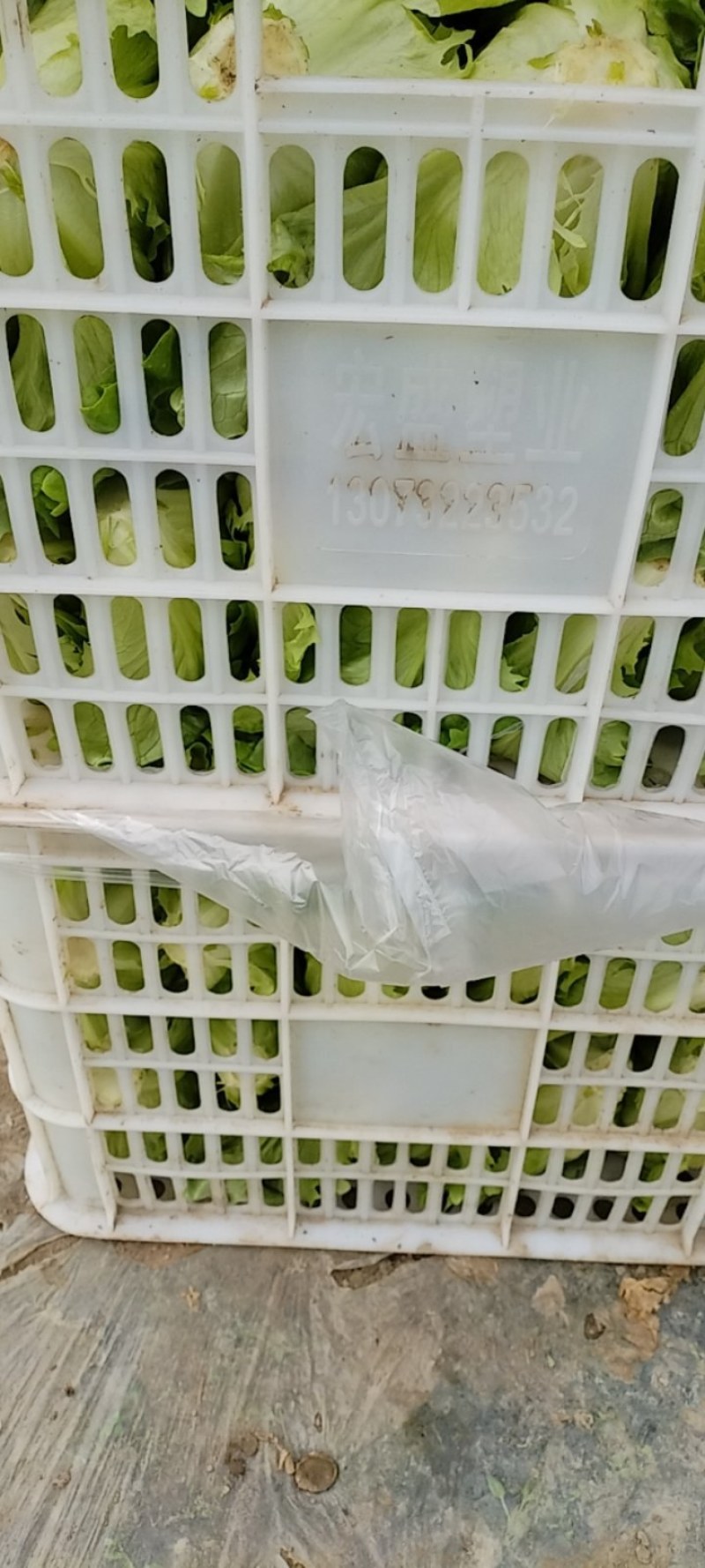 专业生菜