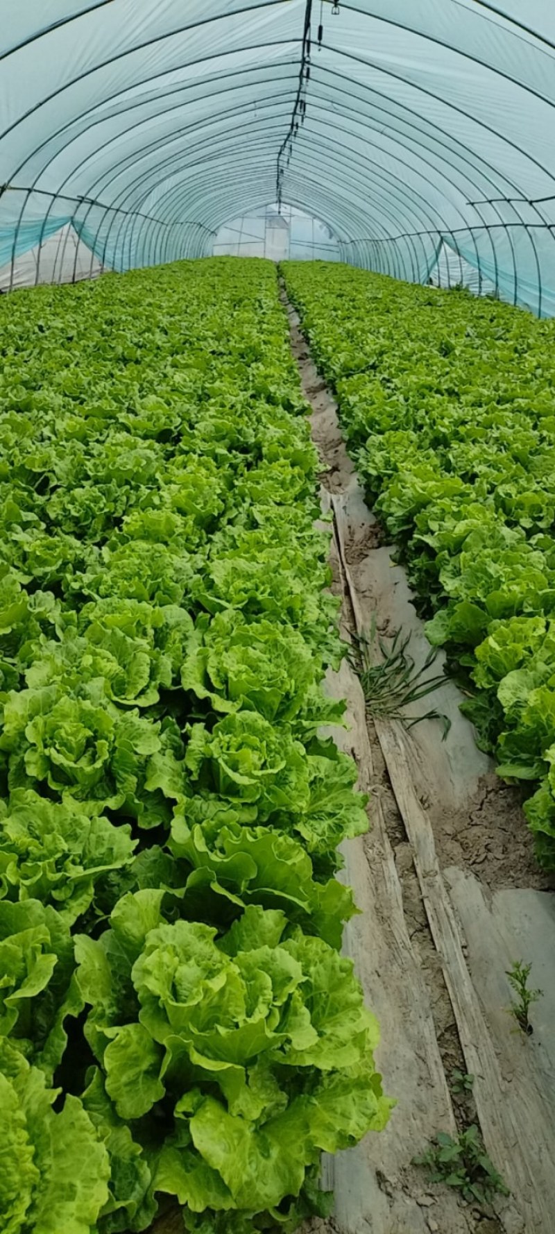 专业生菜