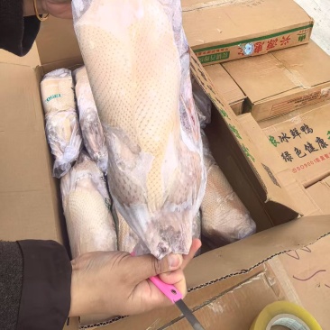 2.7斤白条鸭，一级，毛净度好