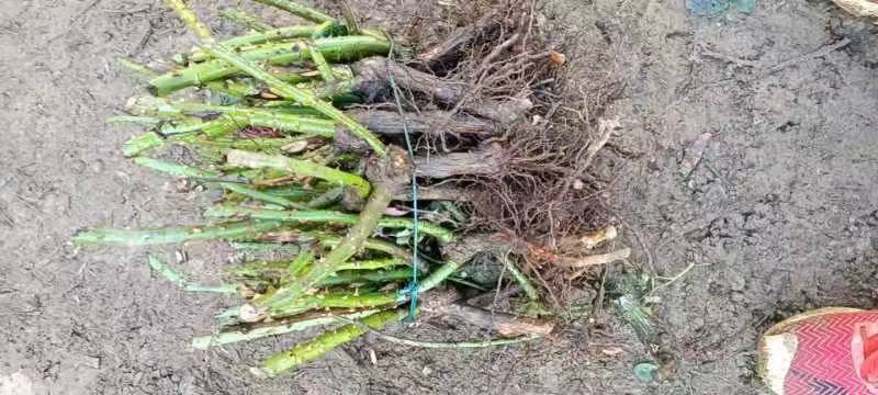 玫瑰老苗玫瑰花苗根大叶绿，成活率高，基地直发一手货源