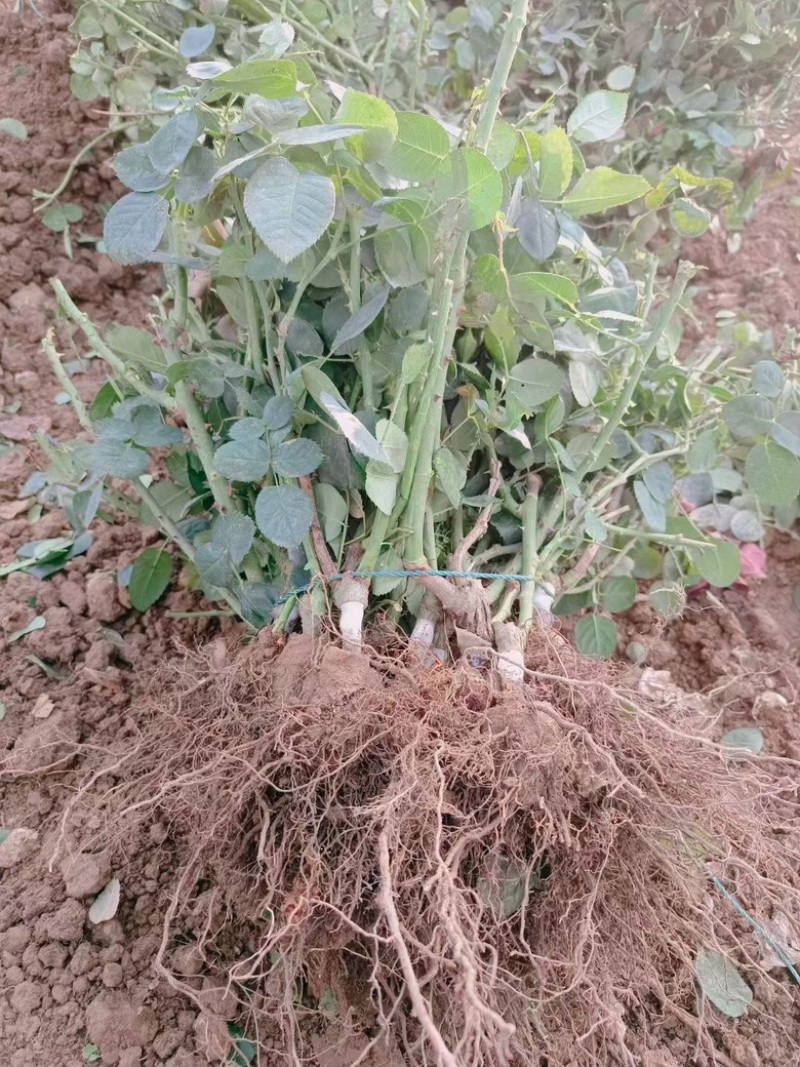 玫瑰老苗玫瑰花苗根大叶绿，成活率高，基地直发一手货源