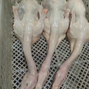 山东光大白条鸭食品，纯干货无水。一斤解冻出一斤