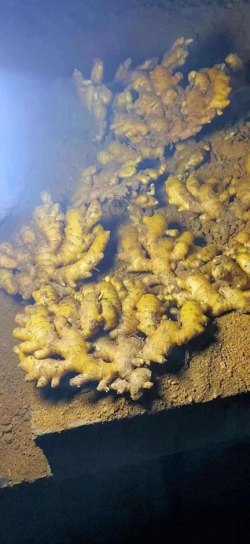 小黄姜山东精品小黄姜窖藏水洗加工生姜代发全国市场
