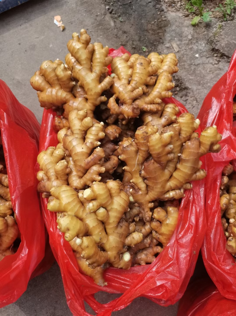 小黄姜山东精品小黄姜窖藏水洗加工生姜代发全国市场